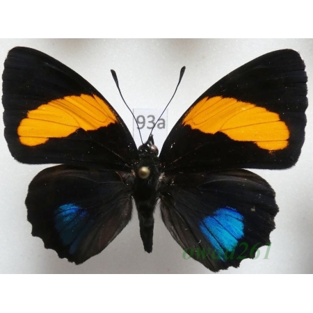 Callicore lyca aegina (C. & R. Felder, 1861) Peru93a